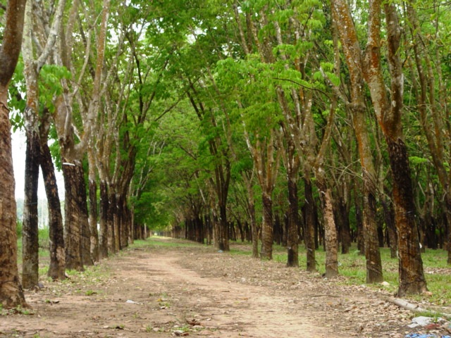 caosu dau tieng1